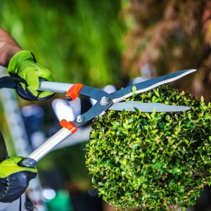 de tuinder snoeit een buxus de tuinder snoeit een buxus