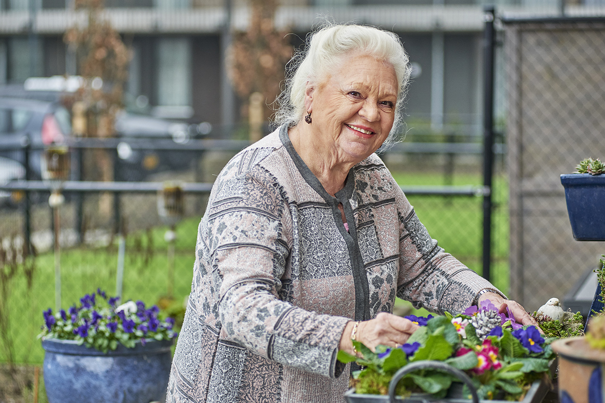 mevrouw in de tuin verzorgd haar viooltjes mevrouw in de tuin verzorgd haar viooltjes